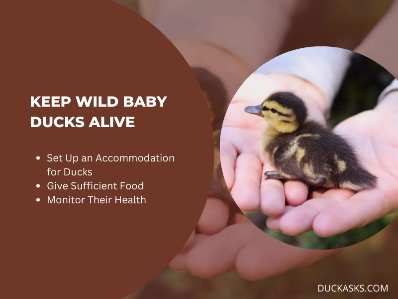 How Do You Keep Wild Baby Ducks Alive