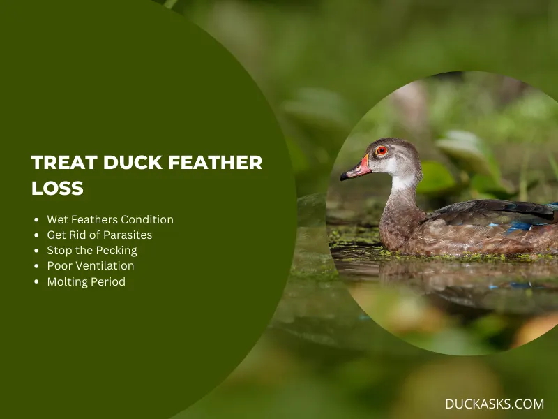 How Do You Treat Duck Feather Loss