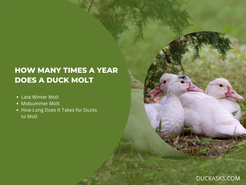 How Many Times a Year Does a Duck Molt