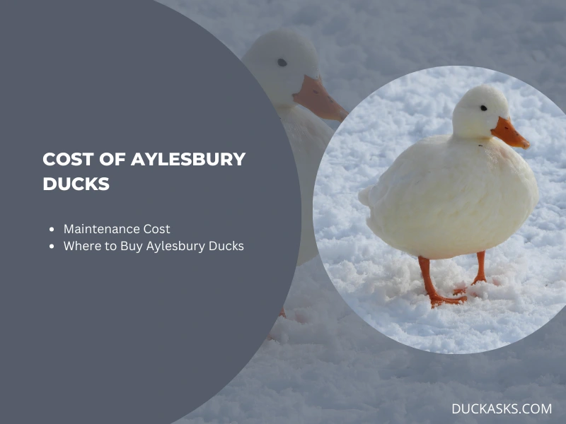 How Much Would Aylesbury Ducks Cost