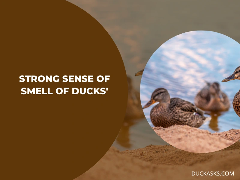 How Strong Are Ducks_ Sense of Smell