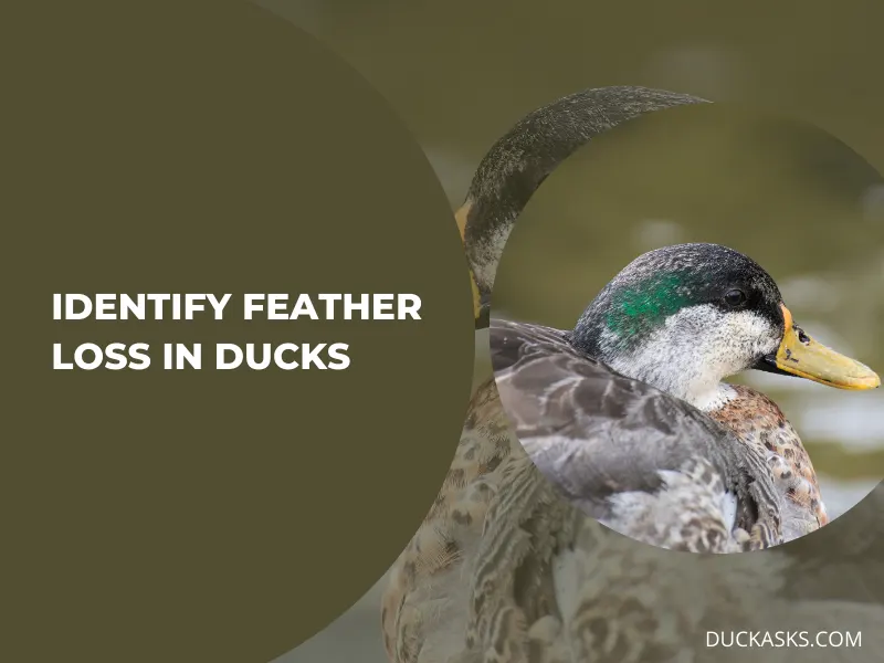 How to Identify Feather Loss in Ducks