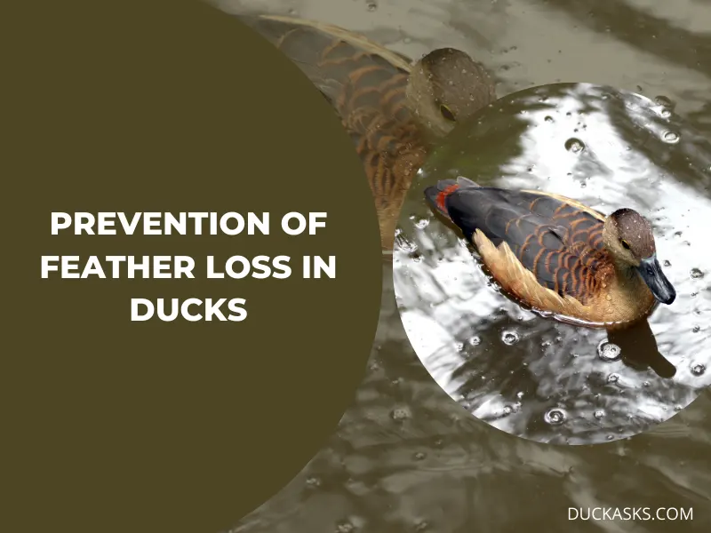 How to Prevent Feather Loss in Ducks