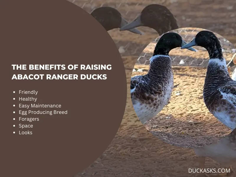 The Benefits of Raising Abacot Ranger Ducks