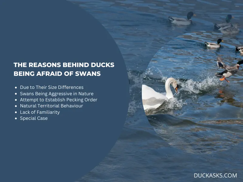 What Are the Reasons Behind Ducks Being Afraid of Swans