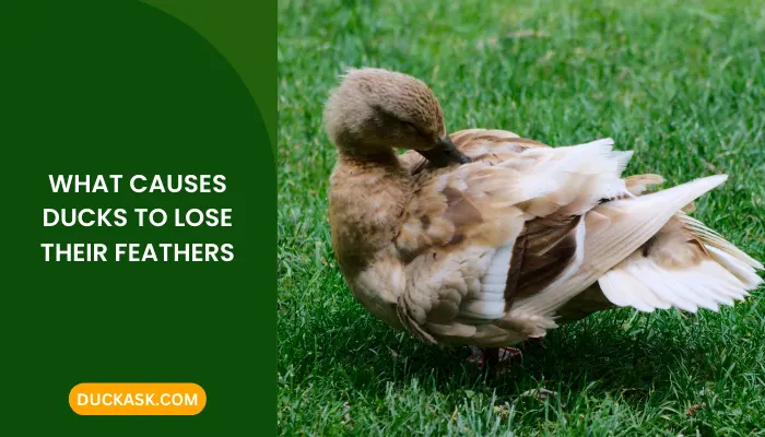 What Causes Ducks to Lose Their Feathers?