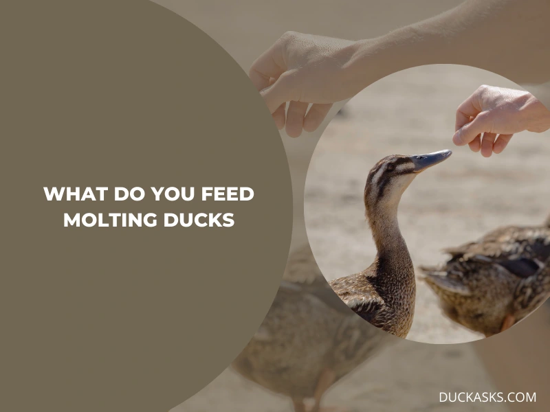 What Do You Feed Molting Ducks