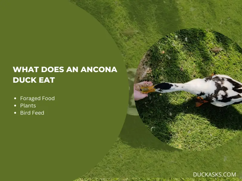 What Does an Ancona Duck Eat