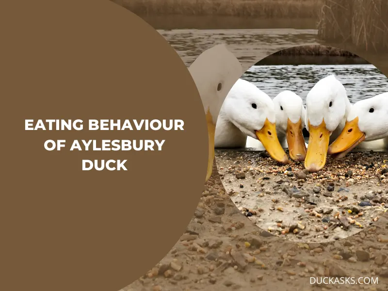 What Does an Aylesbury Duck Eat