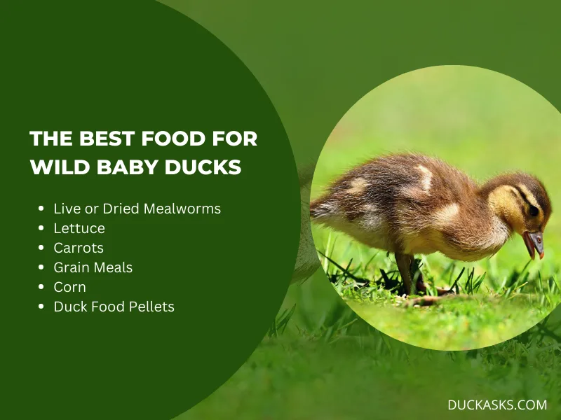 What Is the Best Food for Wild Baby Ducks