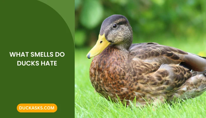 What Smells Do Ducks Hate?