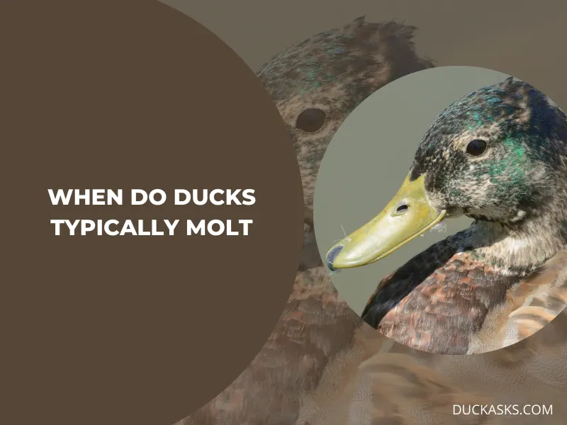 When Do Ducks Typically Molt