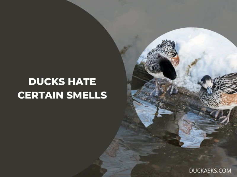 Why Do Ducks Hate Certain Smells