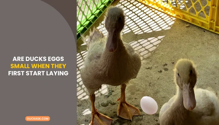 Are Ducks Eggs Small When They First Start Laying