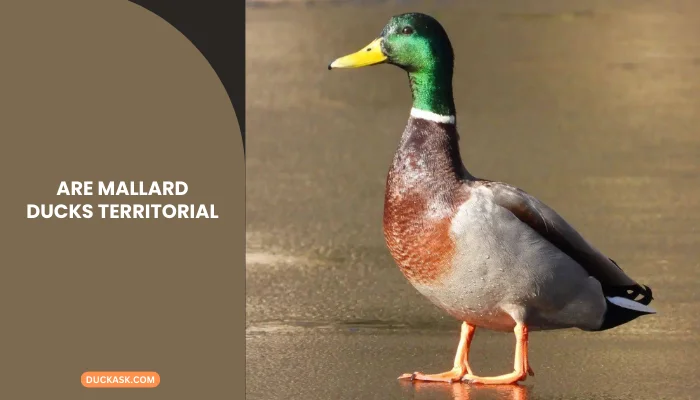 Are Mallard Ducks Territorial?