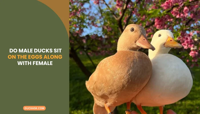 Do Male Ducks Sit on the Eggs