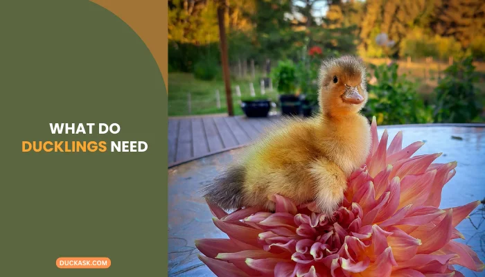 What Do Ducklings Need?