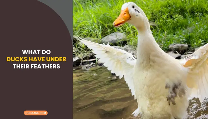 What Do Ducks Have Under Their Feathers?