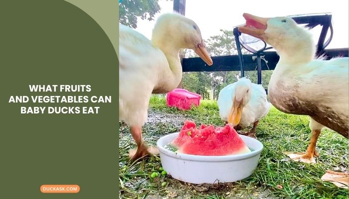 What Fruits and Vegetables Can Baby Ducks Eat