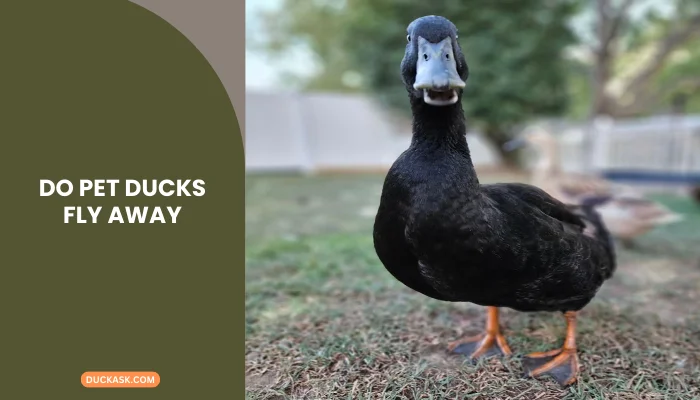 What Fruits and Vegetables Can Baby Ducks Eat