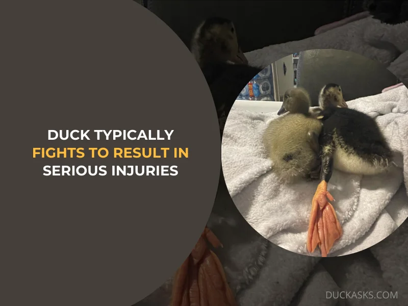 Are Duck Fights Typically Aggressive Enough to Result in Serious Injuries