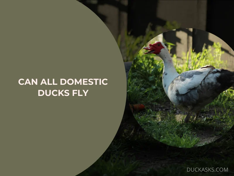 Can All Domestic Ducks Fly