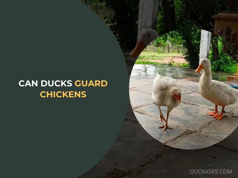 Can Ducks Guard Chickens