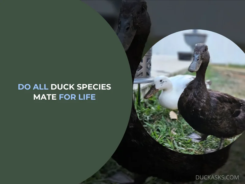 Do All Duck Species Mate for Life