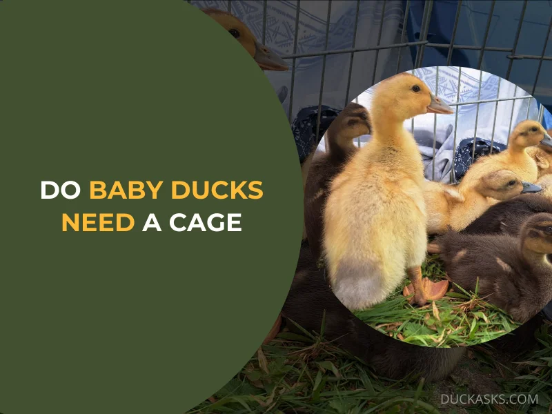 Do Baby Ducks Need a Cage