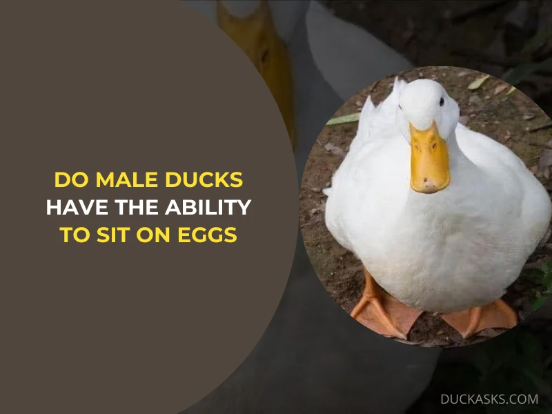 Do Male Ducks Have the Ability to Sit (Incubate) on Eggs