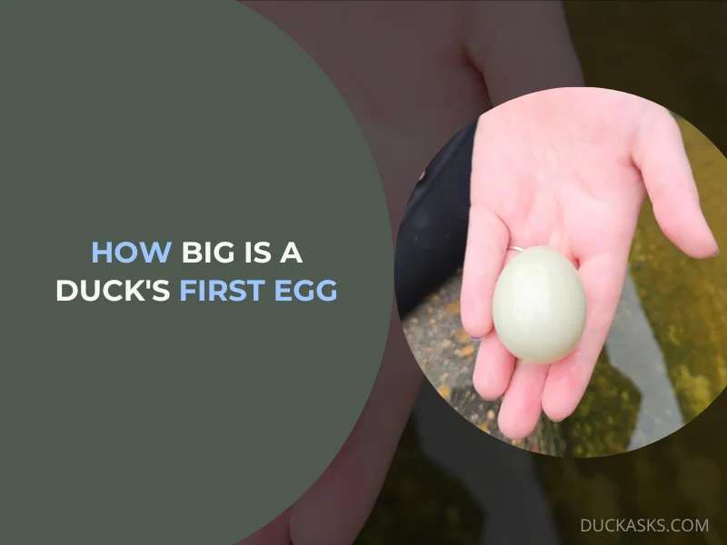 How Big Is a Ducks First Egg