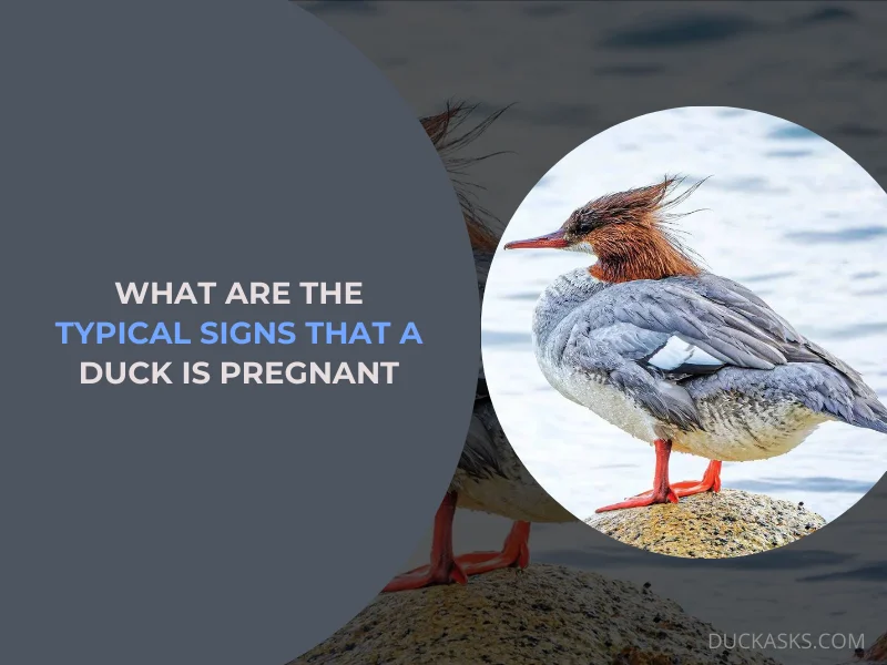 What Are the Typical Signs that a Duck Is Pregnant