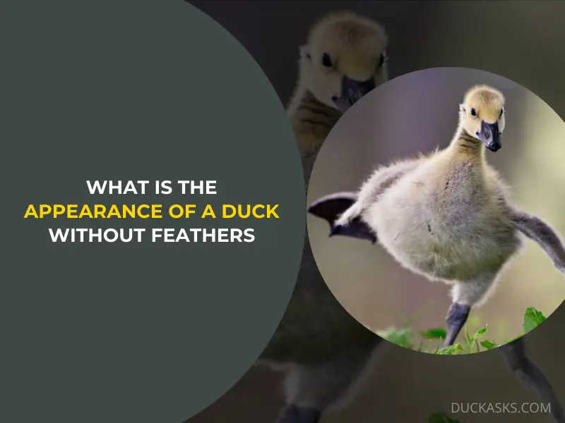 What Is the Appearance of a Duck without Feathers