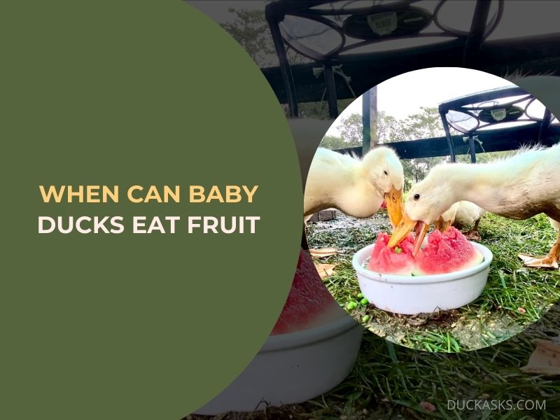 When Can Baby Ducks Eat Fruit