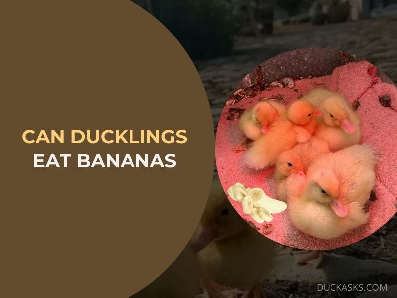 Can Ducklings Eat Bananas