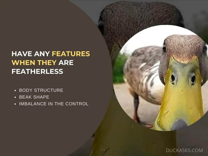 Do Ducks Have Any Distinguishing Features When They Are Featherless