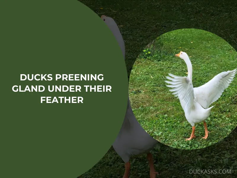 Do Ducks Have a Preening Gland Under Their Feather