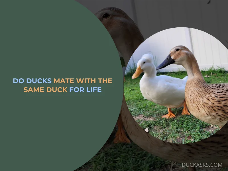 Do Ducks Mate with the Same Duck for Life