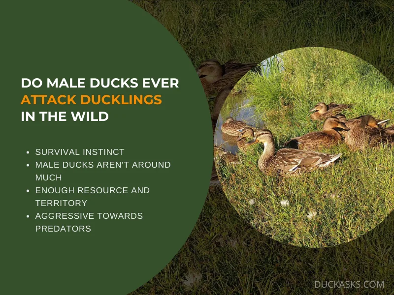 Do Male Ducks Ever Attack Ducklings in the Wild