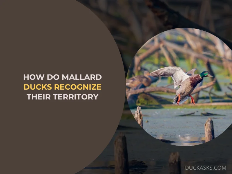 How Do Mallard Ducks Recognize Their Territory