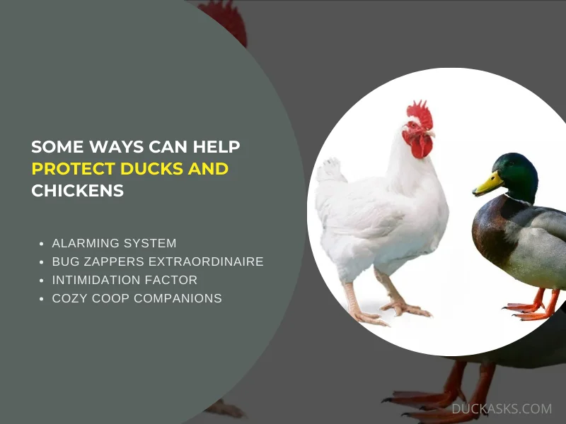 What Are Some Ways that Ducks Can Help Protect Chickens