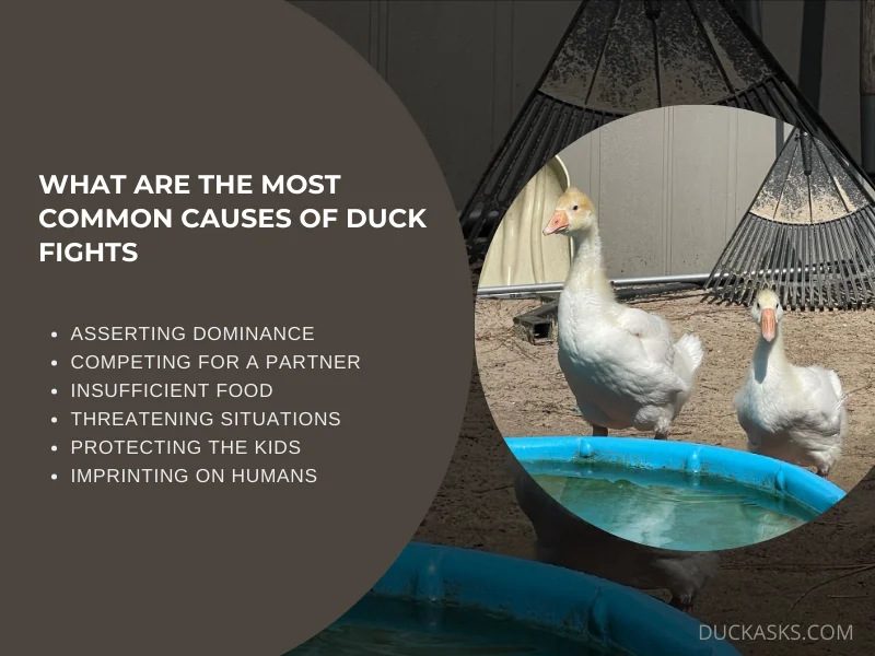 What Are the Most Common Causes of Duck Fights