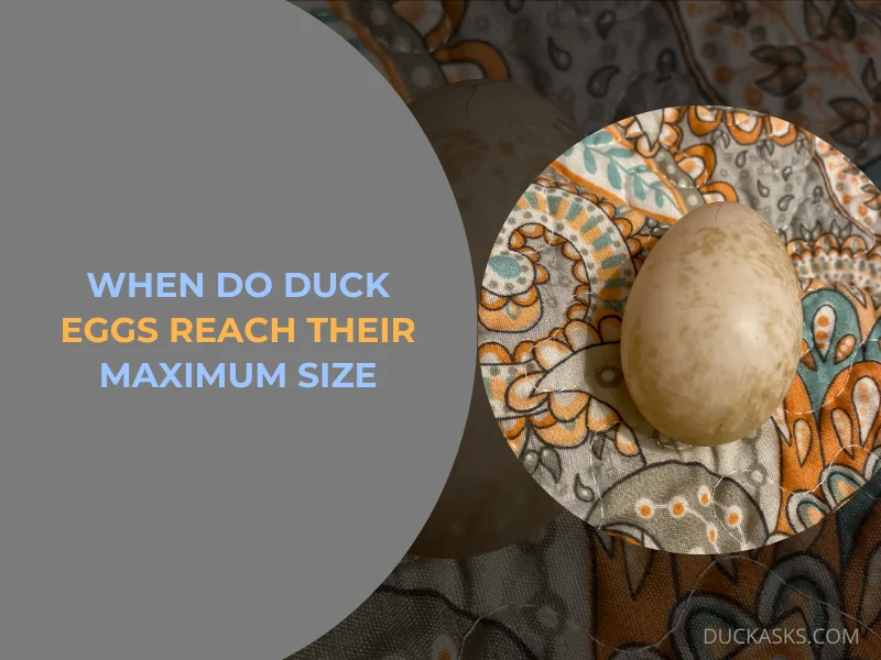 When Do Duck Eggs Reach Their Maximum Size