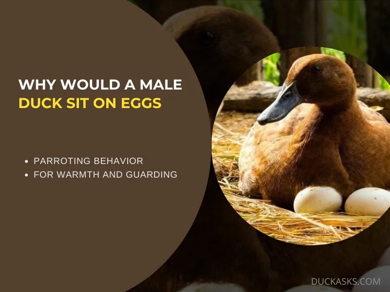 Why Would a Male Duck Sit on Eggs