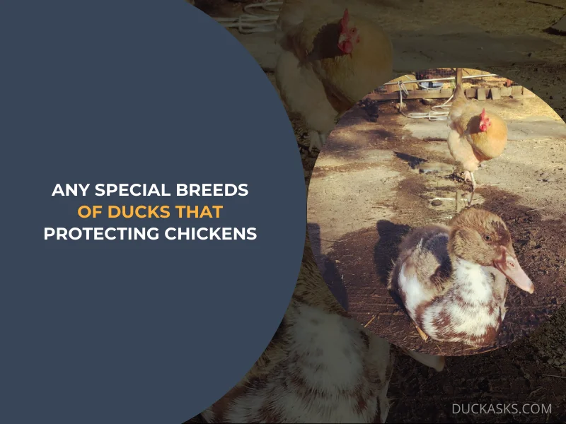 Are There Any Special Breeds of Ducks that Are Better at Protecting Chickens