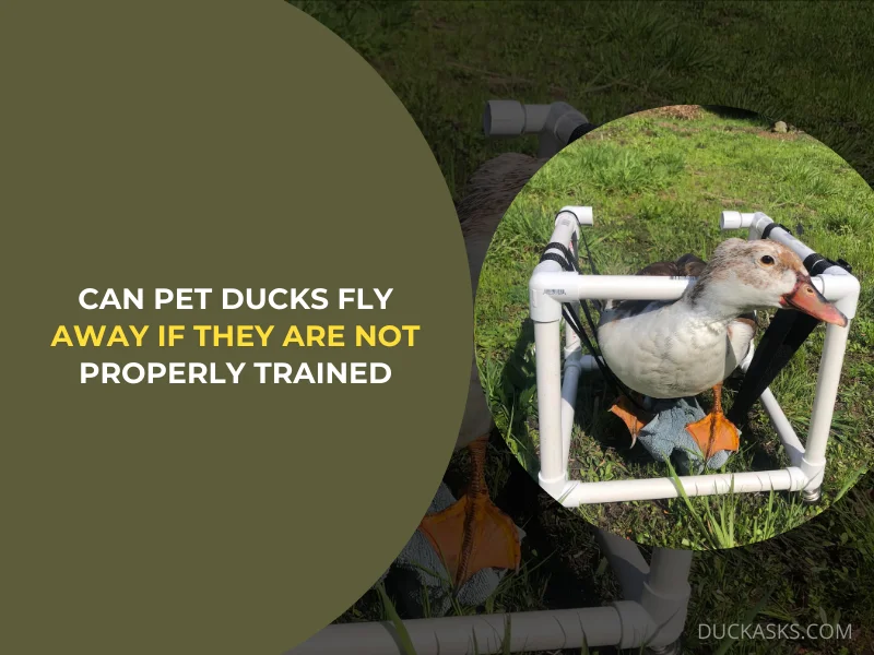 Can Pet Ducks Fly Away If They Are Not Properly Trained