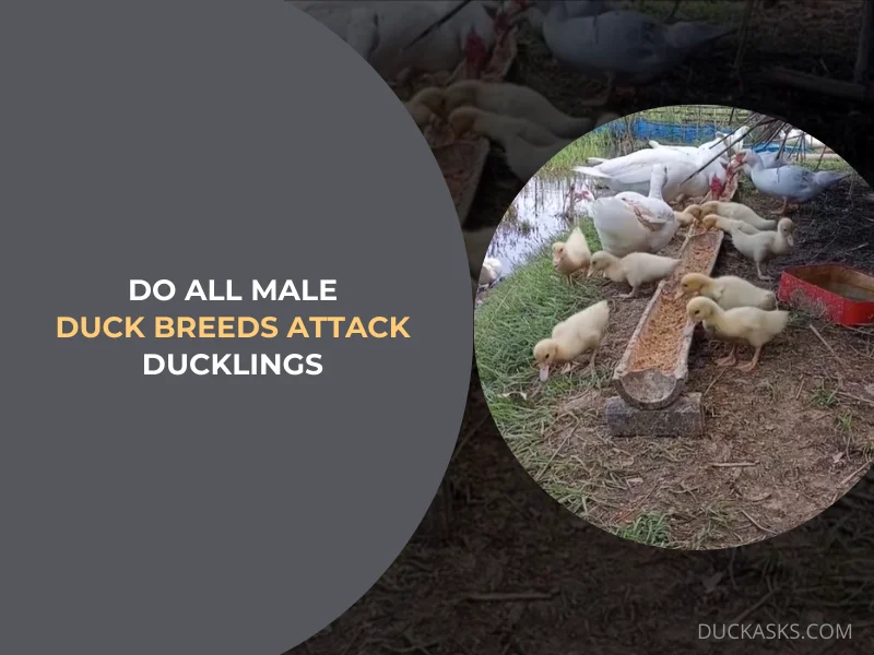 Do All Male Duck Breeds Attack Ducklings