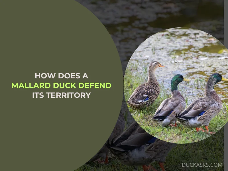 How Does a Mallard Duck Defend Its Territory