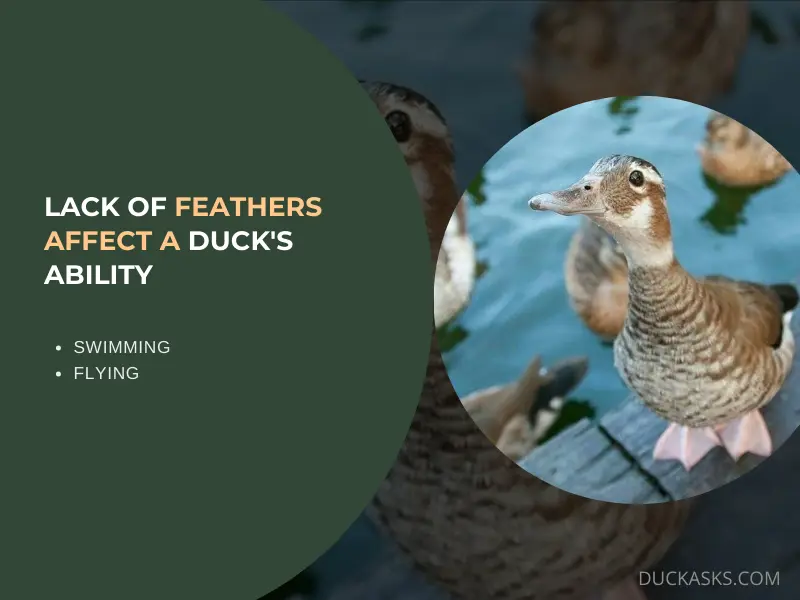 How Does the Lack of Feathers Affect a Ducks Ability to Swim or Fly