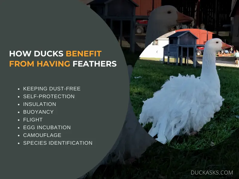 How Ducks Benefit from Having Feathers